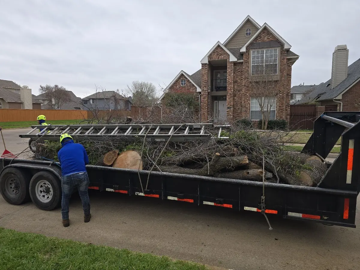 Expert Tree Fertilization with proper safety equipment in Burbank